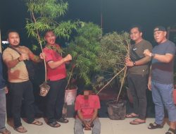 Polisi Bongkar Budidaya Ganja di Perumahan Siak Hulu, 4 Batang Tanaman Disita!