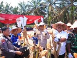 Panen Raya Jagung di Kampar: Polres Kampar Dukung Swasembada Pangan Nasional