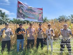 Kapolsek Tapung Hilir Panen Raya Jagung: Dukung Ketahanan Pangan Nasional