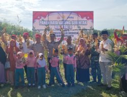 Polsek Tambang Dukung Swasembada Pangan Lewat Panen Raya Jagung Serentak di Desa Kampa