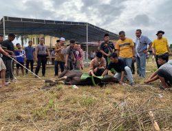 Kapolres Kampar Tebar Berkah Idul Adha: Pimpin Penyembelihan Hewan Kurban