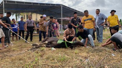 Kapolres Kampar Tebar Berkah Idul Adha: Pimpin Penyembelihan Hewan Kurban