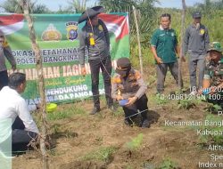 Kapolsek Bangkinang Kota Tanam Jagung di Bukit Sembilan: Polri Dukung Ketahanan Pangan