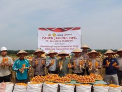 POLSEK TAPUNG DUKUNG PROGRAM KETAHANAN PANGAN NASIONAL, HADIRI PANEN RAYA JAGUNG PT RAMA JAYA PRAMUKTI