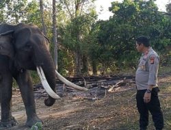 Sinergi Warga dan Polsek Tapung Hilir Lestarikan Gajah, Cegah Konflik Manusia – Satwa