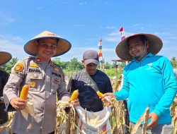 Polsek Tapung Hilir dan PT. Sekar Bumi Alam Lestari Lakukan Panen Perdana Jagung Pipil di Desa Kota Garo