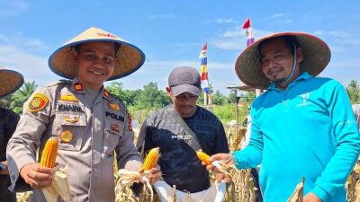 Polsek Tapung Hilir dan PT. Sekar Bumi Alam Lestari Lakukan Panen Perdana Jagung Pipil di Desa Kota Garo