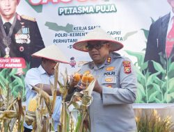“Polisi Juga Dukung Pertanian!” Kapolres Kampar Turut Panen Raya Jagung di PT. Tasmapuja, Bukti Kemitraan Polri-Perusahaan Majukan Kampar!