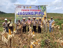 “Dari Kebun ke Ketahanan Pangan!” Kapolsek Kampar Kiri Panen Jagung di PT. Adi Mulya, Dukung Program Asta Cita Presiden!