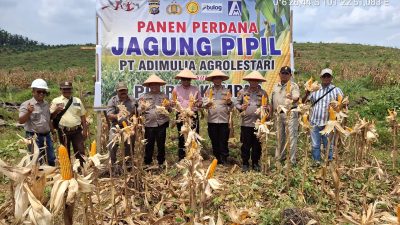 “Dari Kebun ke Ketahanan Pangan!” Kapolsek Kampar Kiri Panen Jagung di PT. Adi Mulya, Dukung Program Asta Cita Presiden!