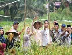Bupati Kampar Panen Padi dan Jagung di Desa Parit Baru Tambang