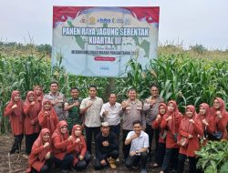 Kampar Utara Ikut Sukseskan Swasembada Pangan, Kapolsek Kampar Pantau Langsung Panen Raya Jagung Serentak dan Gerakan Pangan Murah!