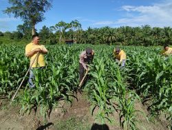 Polsek Perhentian Raja Aktif Dukung Ketahanan Pangan, Lahan Jagung Siap Panen Desember!
