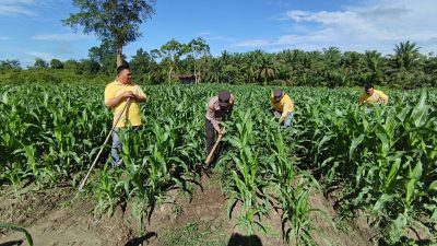 Polsek Perhentian Raja Aktif Dukung Ketahanan Pangan, Lahan Jagung Siap Panen Desember!