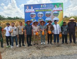 Kapolsek Tapung dan Kades Indrapuri Panen Jagung Pipil Bersama Warga, Wujud Sinergi Ketahanan Pangan di Tapung