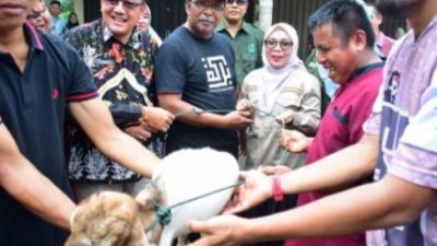 Pemkab Kampar Salurkan 105 Ekor Kambing kepada Kelompok Usaha Bersama Desa Teratak dan Pulau Payung