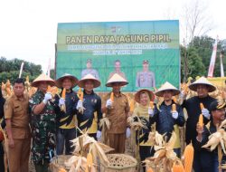 Bupati Kampar Panen Jagung, Dukung Asta Cita