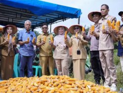 Wabup Kampar Panen Jagung Pipil, Program Ketahanan Pangan