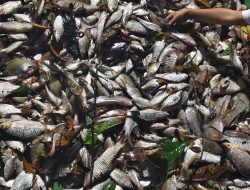 Limbah Perusahaan Diduga Cemari Sungai, Ribuan Ikan Mati di Desa Sekijang