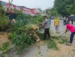 Kapolsek Tambang Cepat Tindak! Pohon Tumbang Blokir Jalan, Bantu Lalu Lintas Lancar Kembali