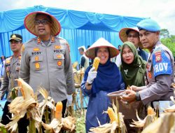 Pemkab Kampar  Laksanakan Panen Raya Jagung Pipil Kuartal Tahun I 2026