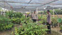 Kapolres Kampar Pengecekan Bank Pohon Setia, Penyiraman Bibit Pohon Sebagai Wujud Dukungan Green Policing