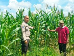 Polsek Kampar Kiri Periksa Perkembangan Tanaman Jagung Ketahanan Pangan, Lahan 0,5 Hektar Berkembang Baik