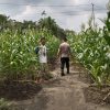 Polsek Kampar Kiri Hilir Periksa Tanaman Jagung Pipil Tumpang Sari, Perkembangan Baik Dan Akan Panen Pertegahan Mei