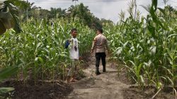 Polsek Kampar Kiri Hilir Periksa Tanaman Jagung Pipil Tumpang Sari, Perkembangan Baik Dan Akan Panen Pertegahan Mei