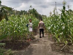 Polsek Kampar Kiri Hilir Periksa Tanaman Jagung Pipil Tumpang Sari, Perkembangan Baik Dan Akan Panen Pertegahan Mei