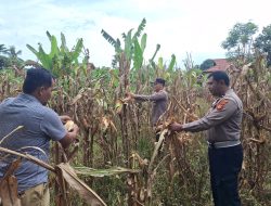 Polsek Tapung Hilir Berhasil Panen Jagung Pipil Kuartal I