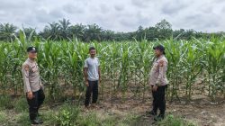 Polsek Perhentian Raja Periksa Tanaman Jagung Pipil Poktan, Lahan 1,25 Hektar Berkembang Optimal Dengan Metode Monokultur
