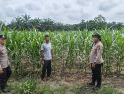 Polsek Perhentian Raja Periksa Tanaman Jagung Pipil Poktan, Lahan 1,25 Hektar Berkembang Optimal Dengan Metode Monokultur