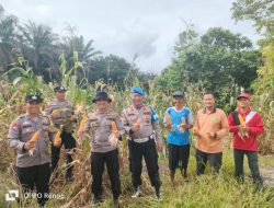 Polsek Kampar Kiri Hilir Meramaikan Panen Jagung Pipil, Dukung Program Swasembada Pangan Desa Simalinyang