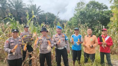 Polsek Kampar Kiri Hilir Meramaikan Panen Jagung Pipil, Dukung Program Swasembada Pangan Desa Simalinyang