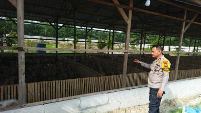 Bhabinkamtibmas Polsek Tambang Dampingi Peternak Bebek Wujudkan Ketahanan Pangan