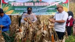 Polsek XIIIKOTOKAMPAR Gelar Panen Raya Jagung Pipil di Desa Koto Tuo