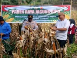 Polsek XIIIKOTOKAMPAR Gelar Panen Raya Jagung Pipil di Desa Koto Tuo