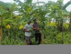 Dukung Ketahanan Pangan, Bhabinkamtibmas Polsek Tambang Aktif Dampingi Petani Pepaya Madu