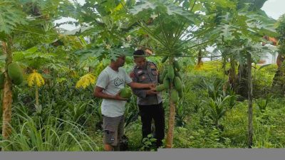 Dukung Ketahanan Pangan, Bhabinkamtibmas Polsek Tambang Aktif Dampingi Petani Pepaya Madu