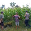 POLSEK KAMPAR KIRI HILIR PERIKSA TANAMAN JAGUNG KELOMPOK TANI RUKUN SENTOSA, KONDISI BAGUS DAN SIAP PANEN JUNIr
