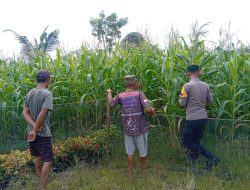 POLSEK KAMPAR KIRI HILIR PERIKSA TANAMAN JAGUNG KELOMPOK TANI RUKUN SENTOSA, KONDISI BAGUS DAN SIAP PANEN JUNIr