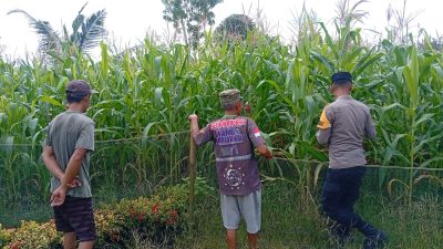 POLSEK KAMPAR KIRI HILIR PERIKSA TANAMAN JAGUNG KELOMPOK TANI RUKUN SENTOSA, KONDISI BAGUS DAN SIAP PANEN JUNIr