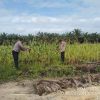 Personil Polsek Siak Hulu Cek Lahan Jagung Pipil, Siap Panen Bulan Juni 2026