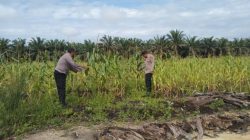 Personil Polsek Siak Hulu Cek Lahan Jagung Pilpil, Siap Panen Bulan Juni 2026