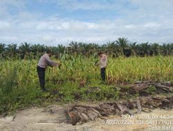 Personil Polsek Siak Hulu Cek Lahan Jagung Pipil, Siap Panen Bulan Juni 2026