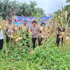 Polsek Kampar Kiri Hilir Bantu Panen Jagung Desa Karya Bakti – Lahan 2 Ha Hasilkan ±800 kg Untuk Dukung Swasembada Pangan