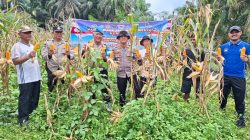 Polsek Kampar Kiri Hilir Bantu Panen Jagung Desa Karya Bakti – Lahan 2 Ha Hasilkan ±800 kg Untuk Dukung Swasembada Pangan