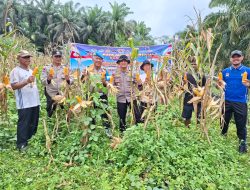 Polsek Kampar Kiri Hilir Bantu Panen Jagung Desa Karya Bakti – Lahan 2 Ha Hasilkan ±800 kg Untuk Dukung Swasembada Pangan