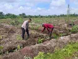 Sukseskan Asta Cita Presiden RI, Bhabinkamtibmas Polsek Tambang Sambangi Petani Lengkuas